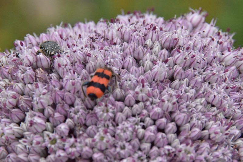 Clairon des abeilles sur fleur de poireau. été 2021. La fleur est magnifique et elle l'est encore plus avec la multitude d’insectes divers qui viennent y trouver le couvert.  Isabelle Maligne